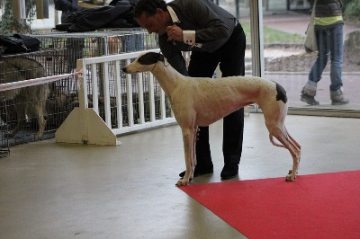 Des houssepied - 14/01/13 Paris Dog Show