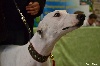  - 08/01/2012 Paris Dog Show