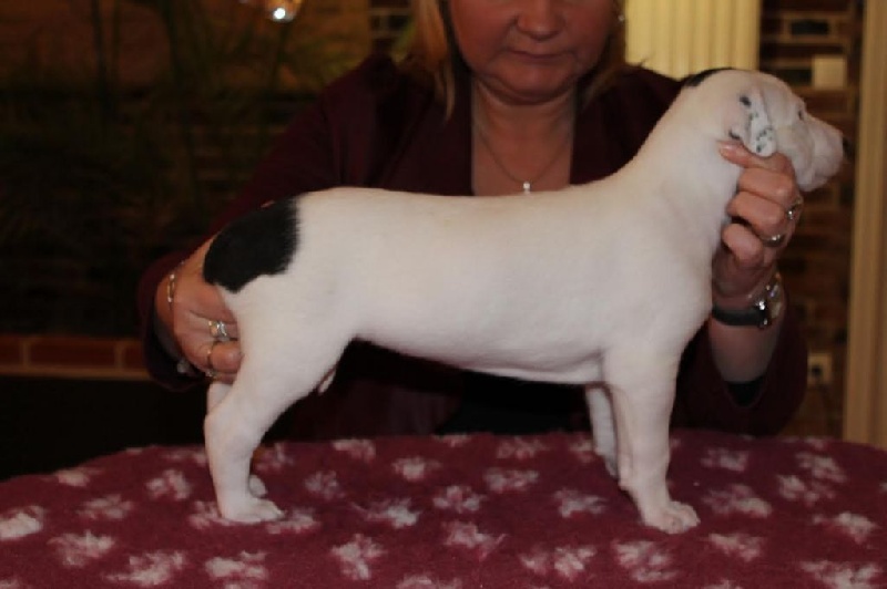 Des houssepied - Greyhound - Portée née le 11/11/2015